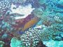 06Moorea - 020 * Blue-spotted Grouper